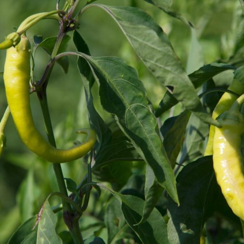 Peppers Farming 1