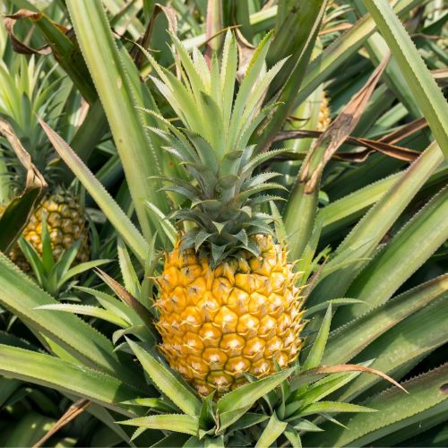 Pineapples farming 1