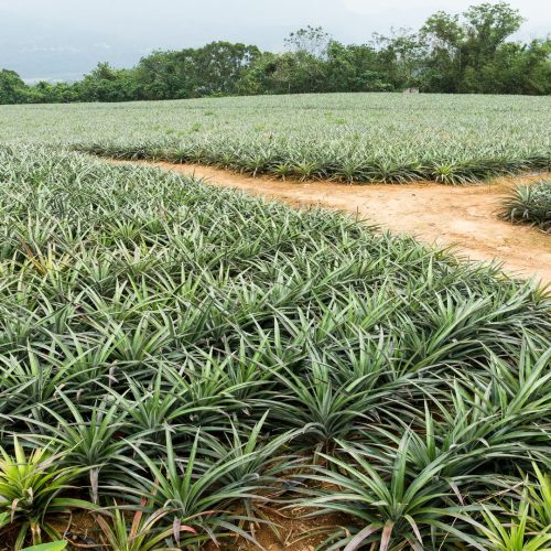 Pineapples farming